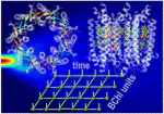 Tensor Network Path Integral Study of Dynamics in B850 LH2 Ring with Atomistically Derived Vibrations